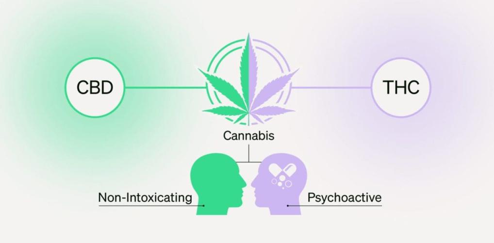 CBD і THC