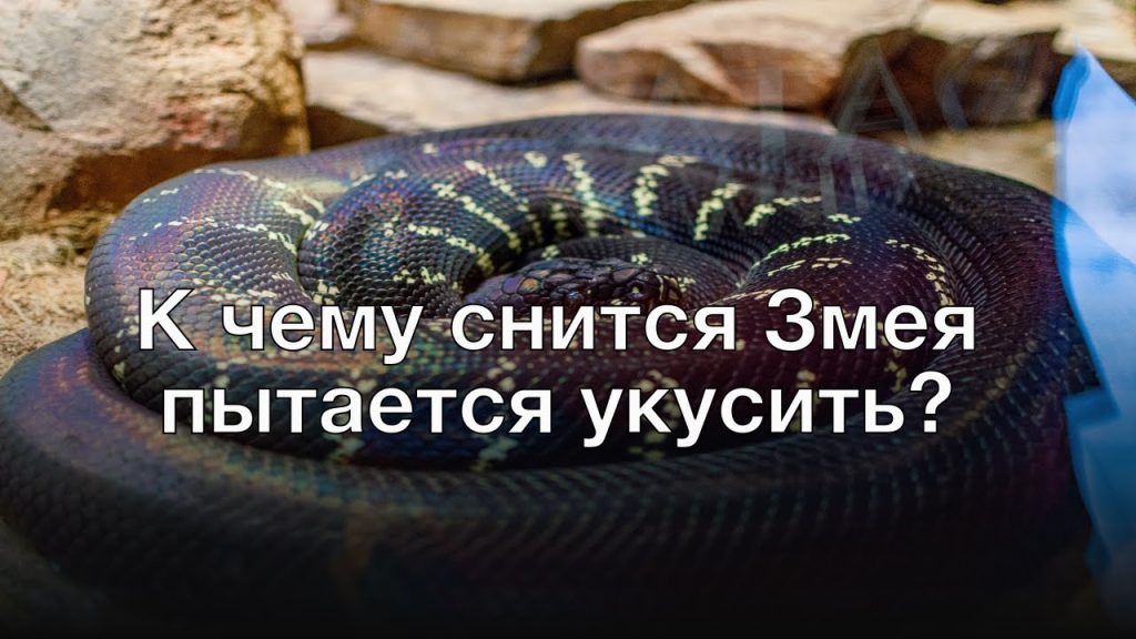 К Чему Снится Змея: Толкования, Символика и Значение Сновидения